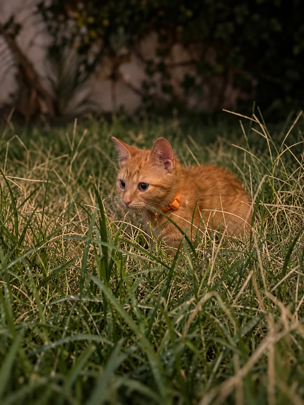 Jacobo, un pequeño gato naranja con collar, explorando entre el pasto del jardín